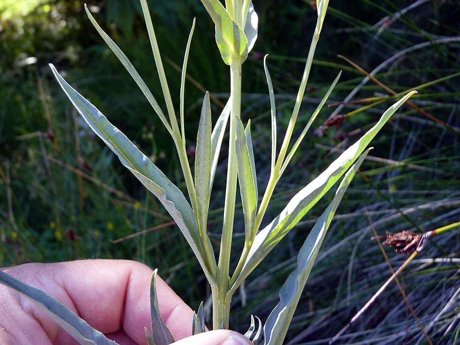 Erba lucciola 22