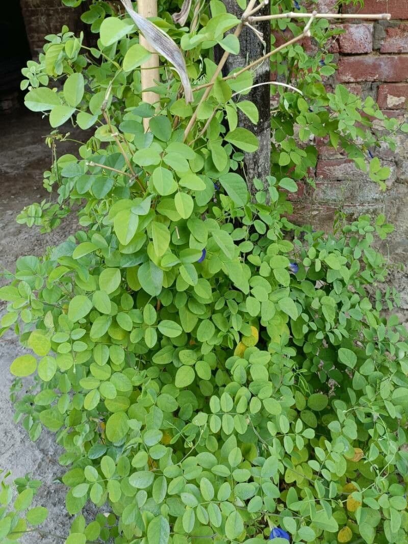 Clitoria ternatea 15