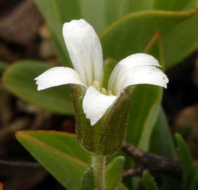 Cherleria obtusiloba 2