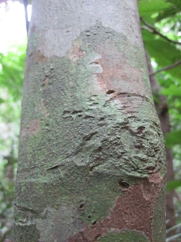 Lecythis idatimon 15