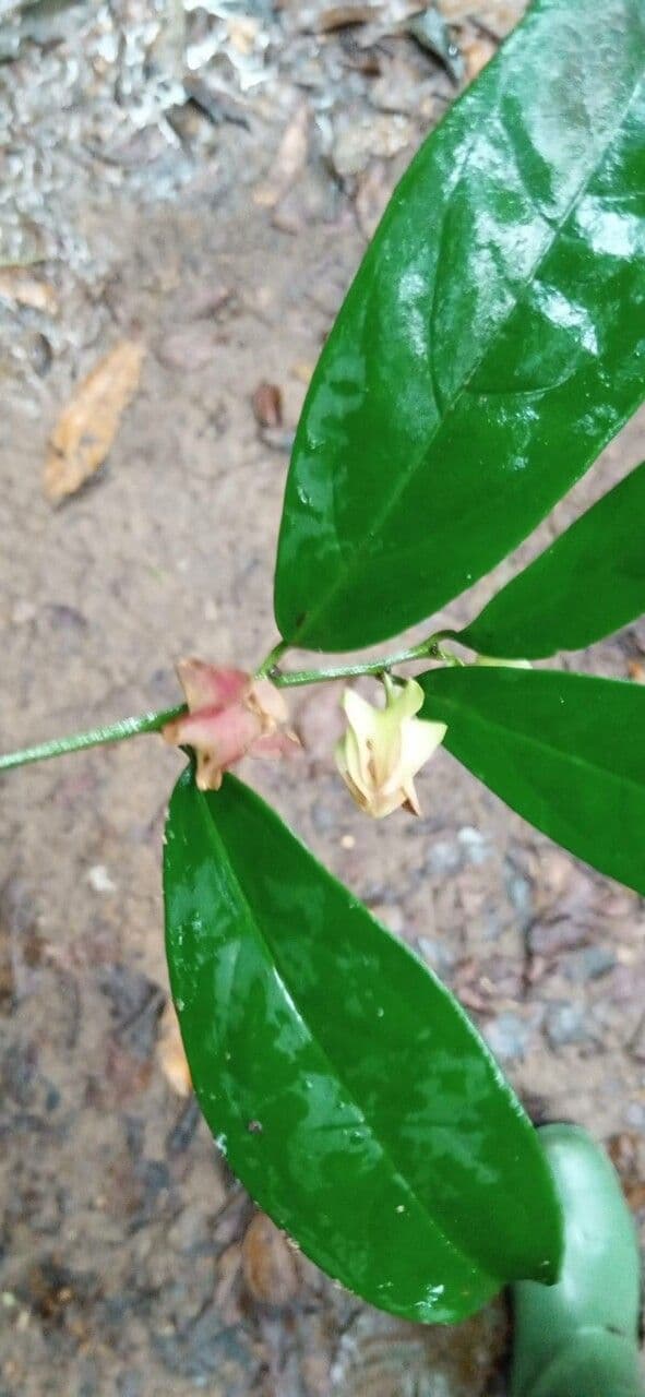 Heisteria parvifolia 3