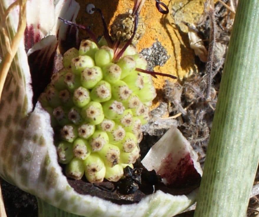 Helicodiceros