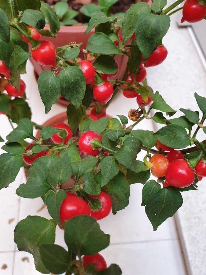 Peperoncino cinese 27
