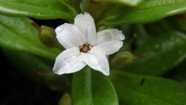 Lysimachia mauritiana 8