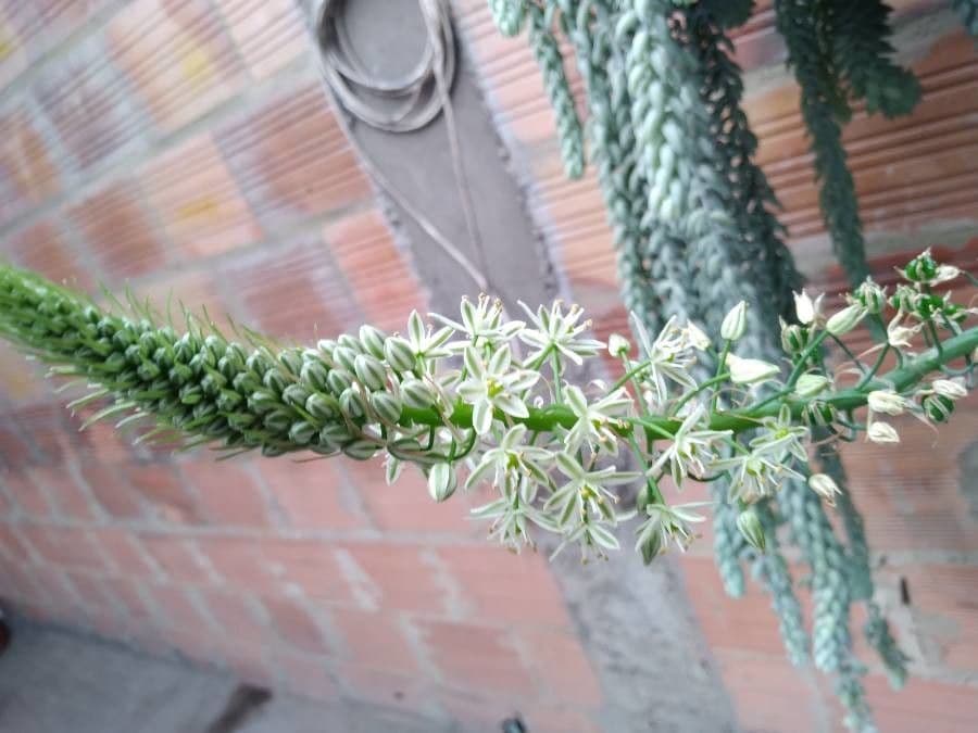 Albuca 8