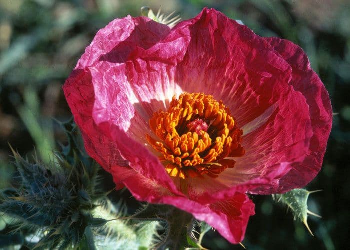 Argemone spinosa 3