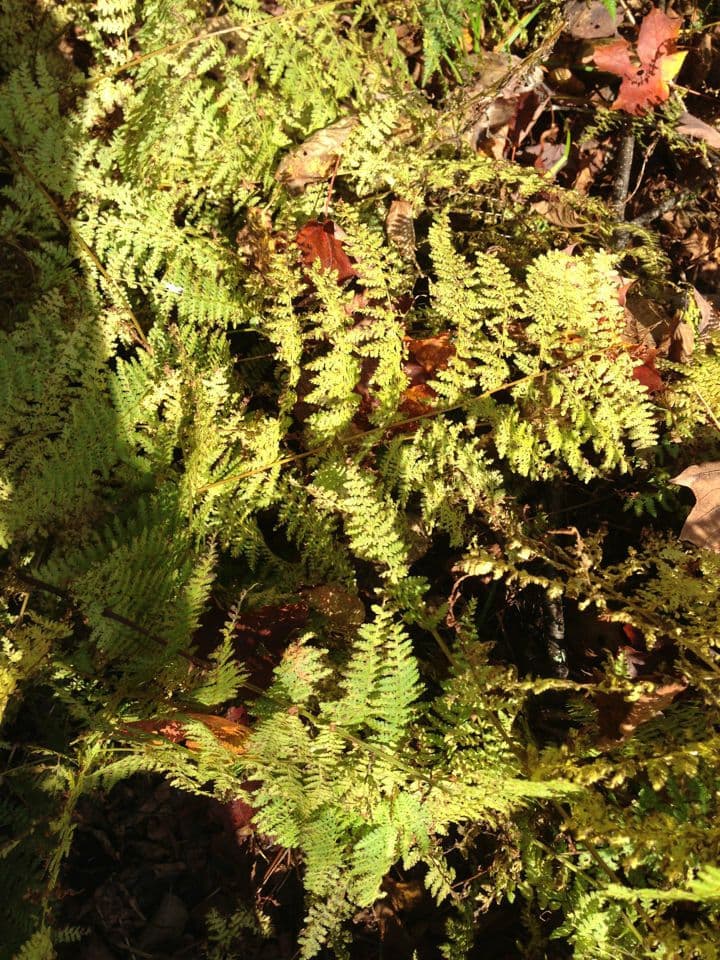 Dennstaedtia punctilobula 2