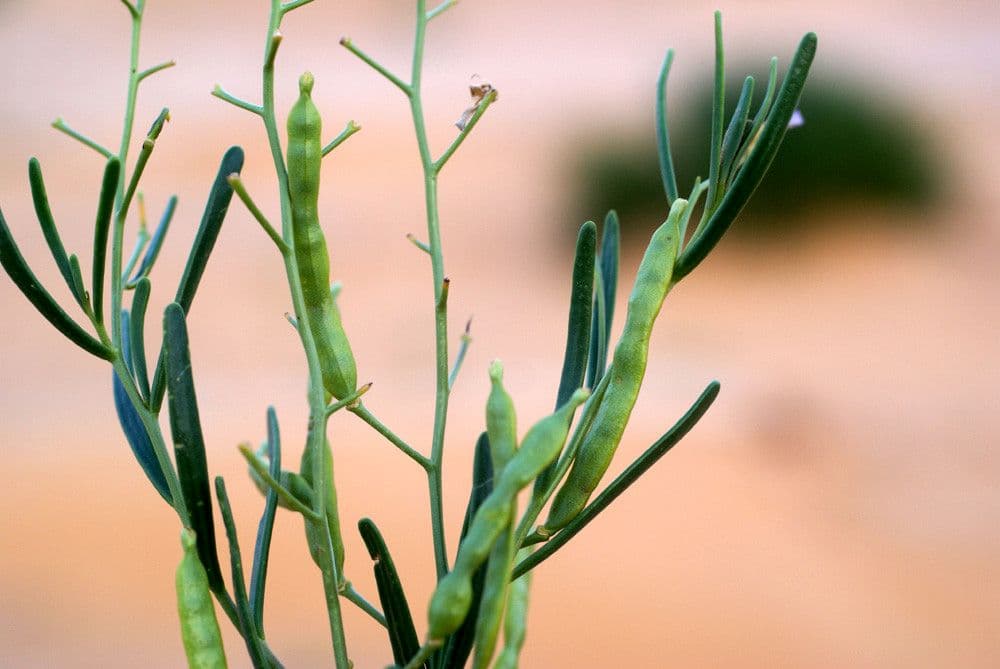Henophyton