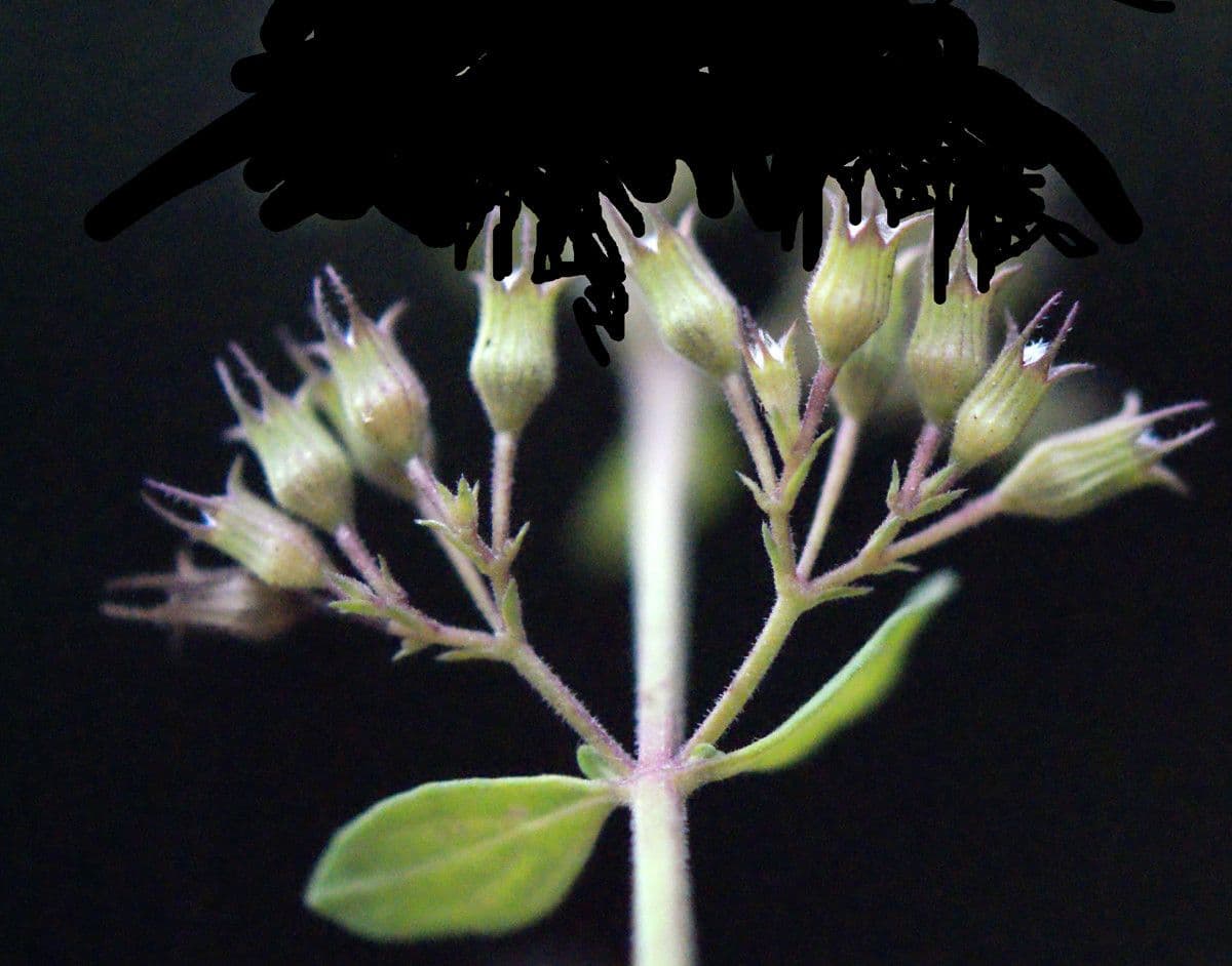 Nepitella