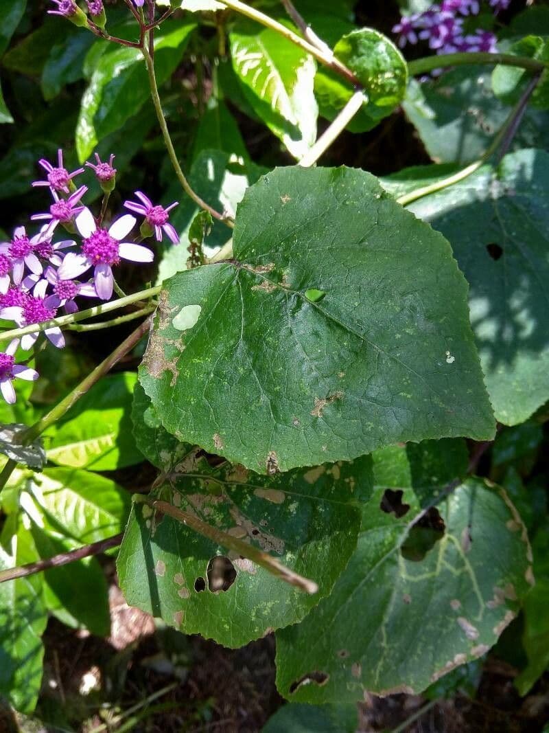 Pericallis 10