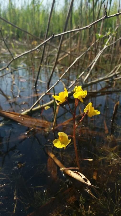 Utricularia común 5