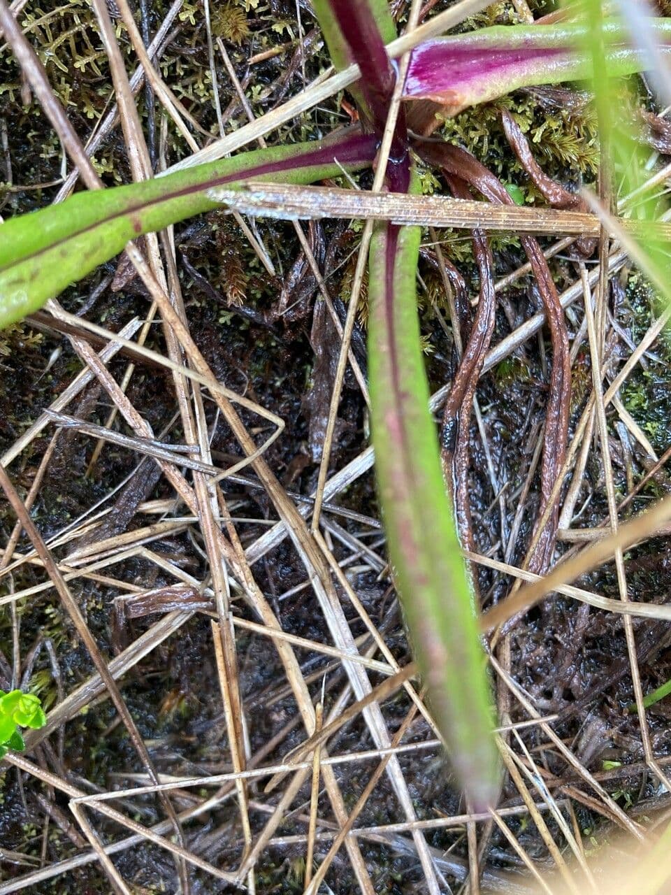Senecio 11