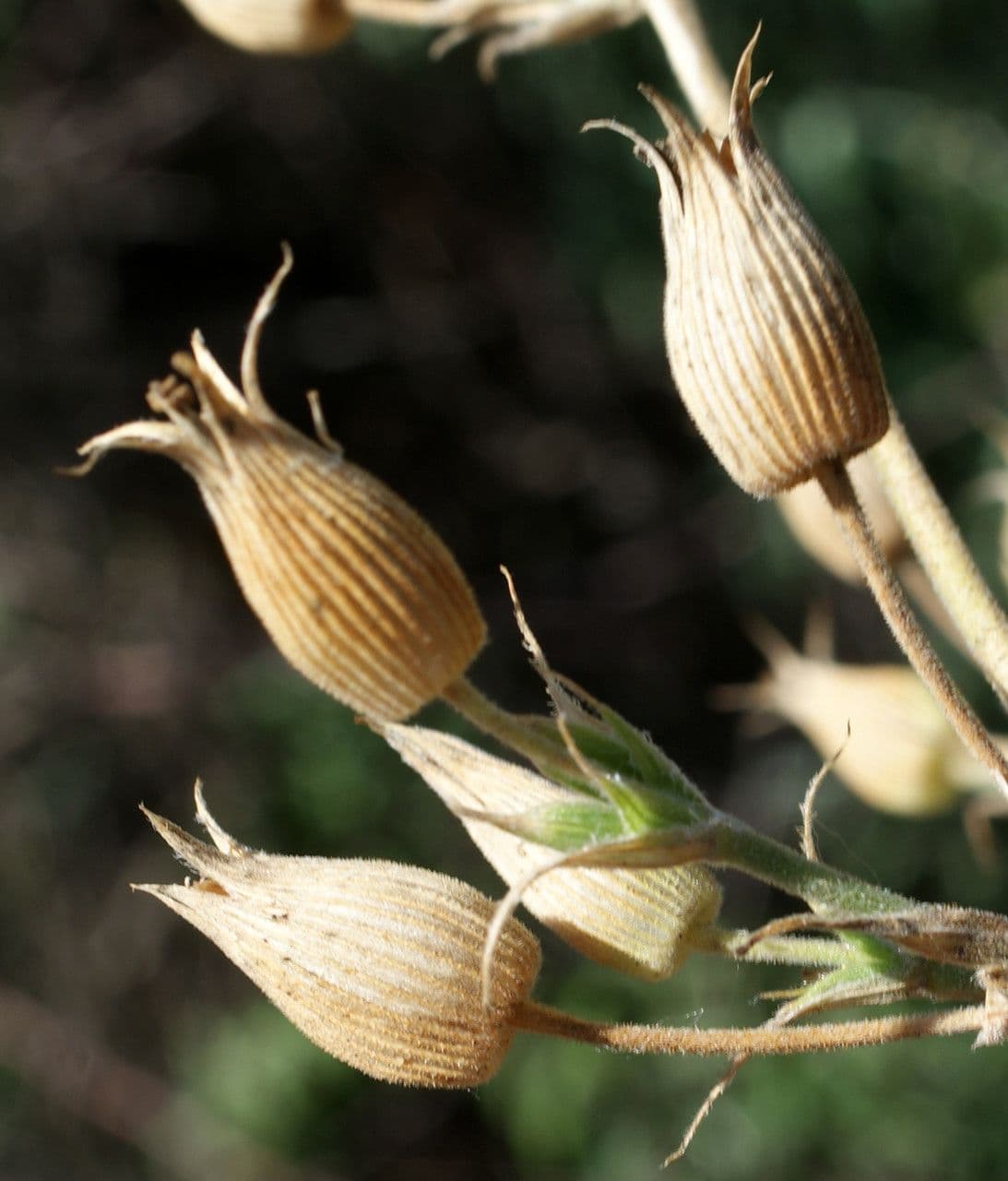 Silene conica 2