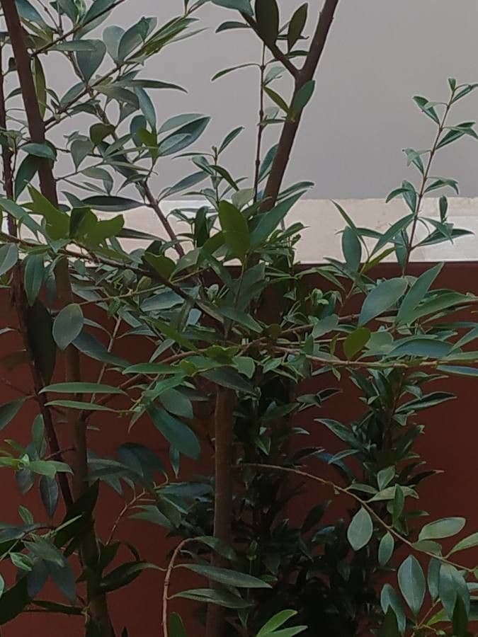 Eugenia 11