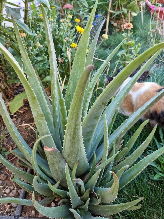 Aloe 8