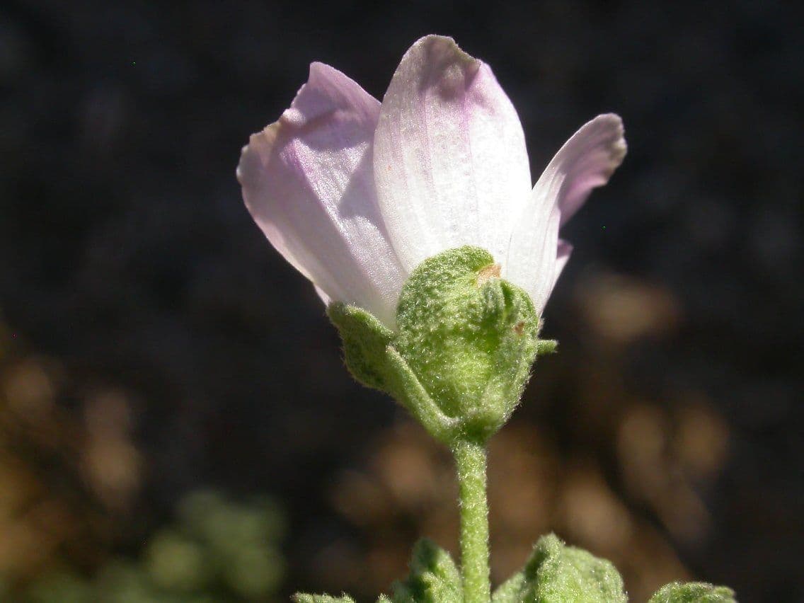 Malva pusilla 9
