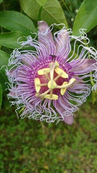 Passiflora 4