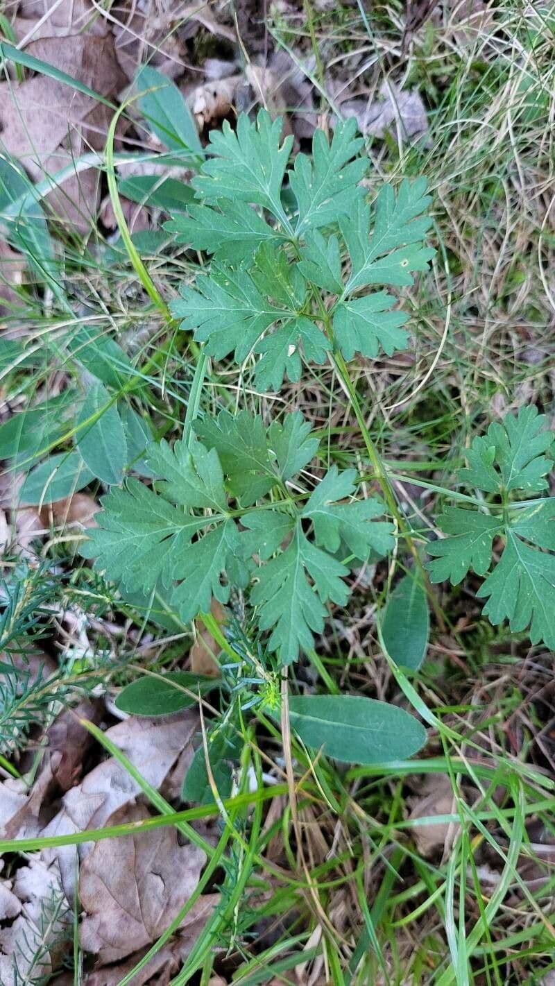 Physospermum della Cornovaglia 8