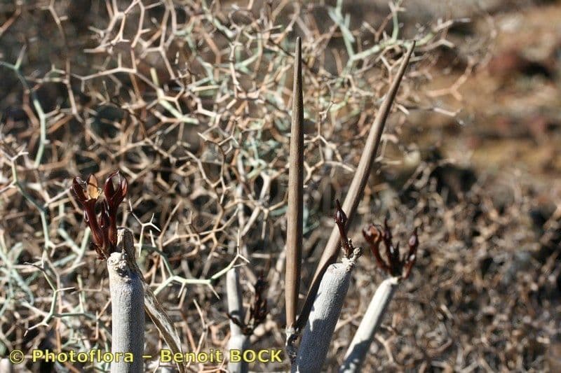 Ceropegia 16