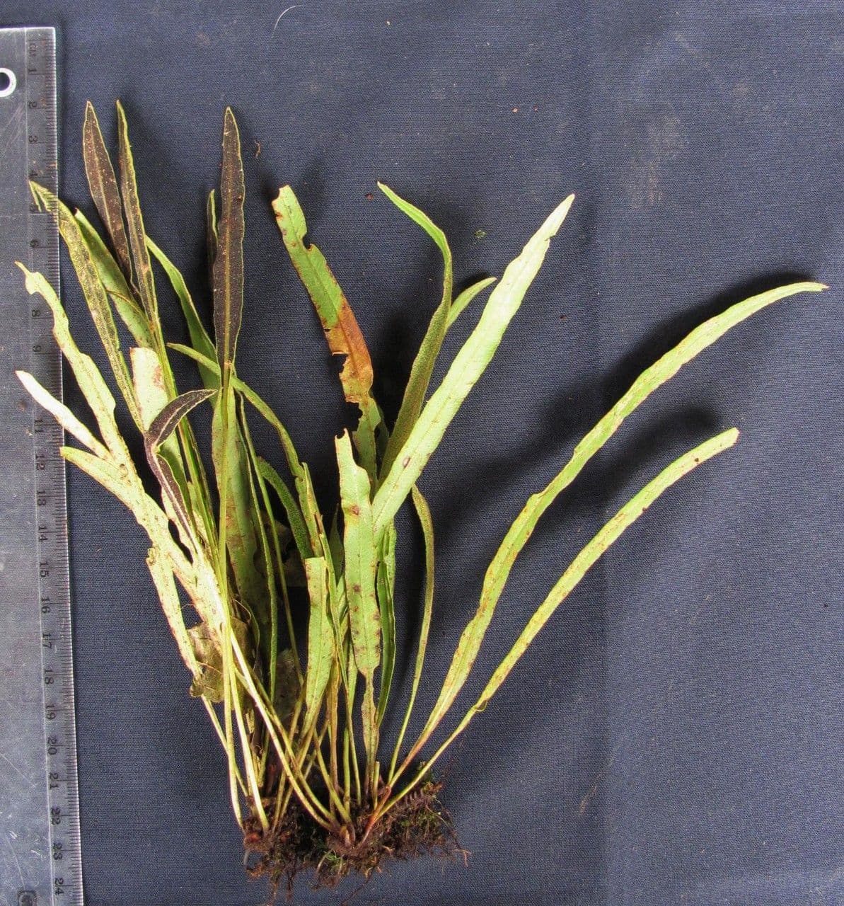 Elaphoglossum 3