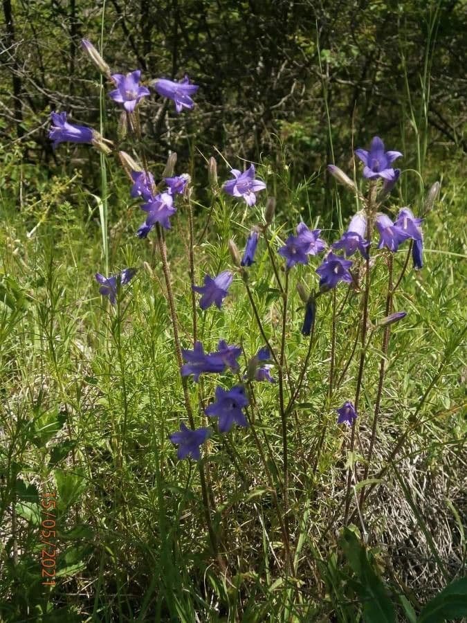 Campanula siberiana 7