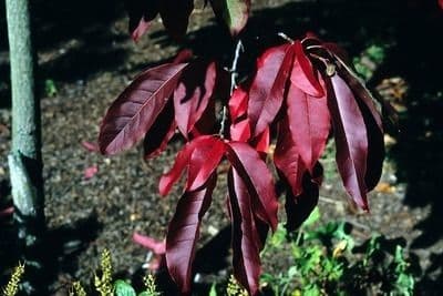 Oxydendrum 8