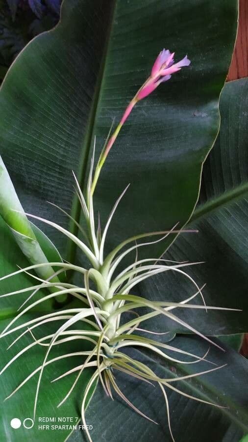 Tillandsia tenuifolia 5