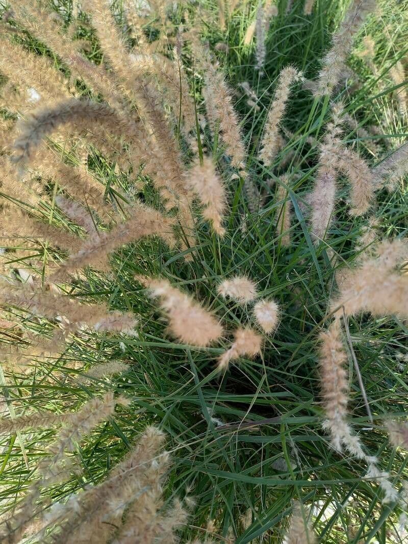 Fountain-Gras
