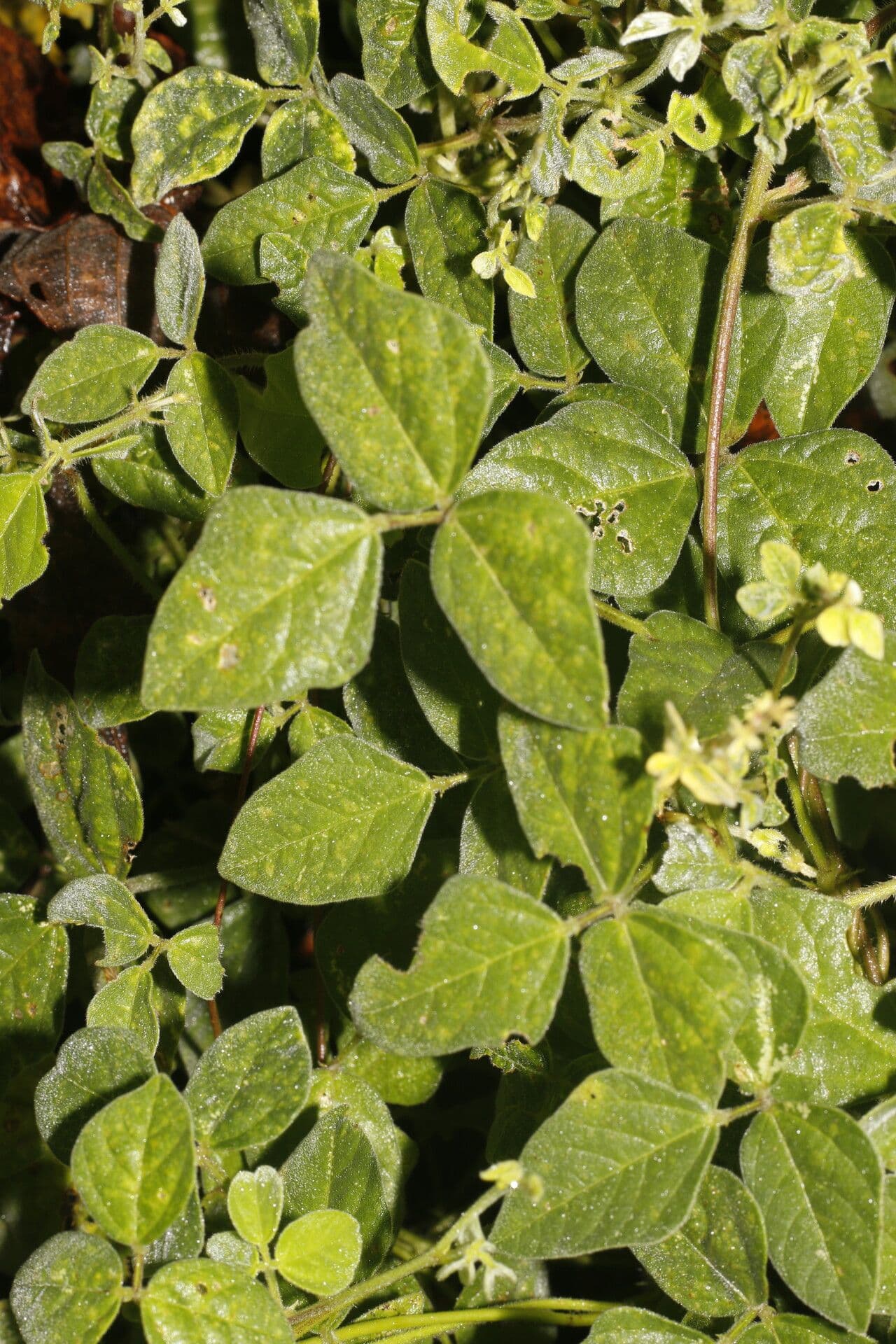 Desmodium cajanifolium 10