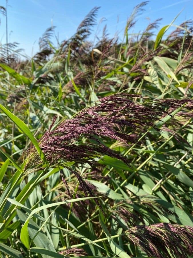 Calamagrostis 10