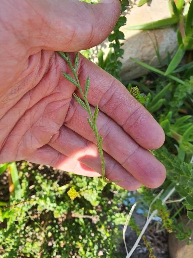 Loglio perenne 5