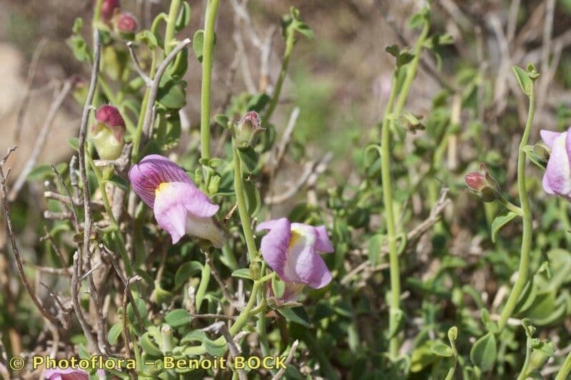 Antirrhinum 19