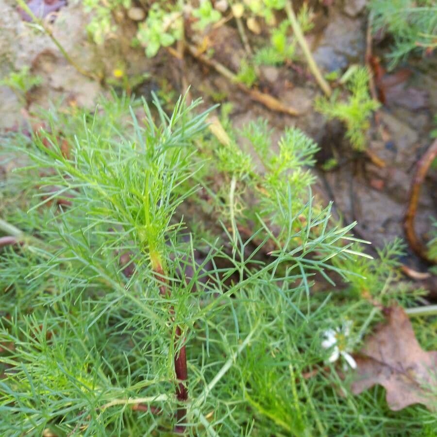 Scentless mayweed 16