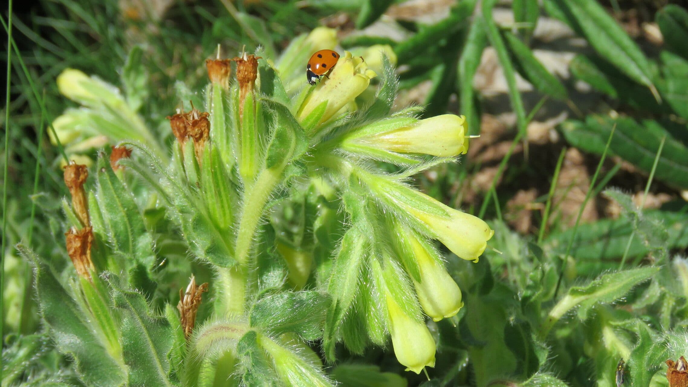 Onosma 8
