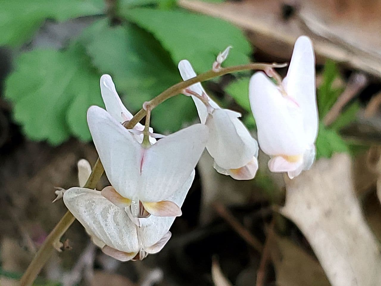 Dicentra de capucha 7