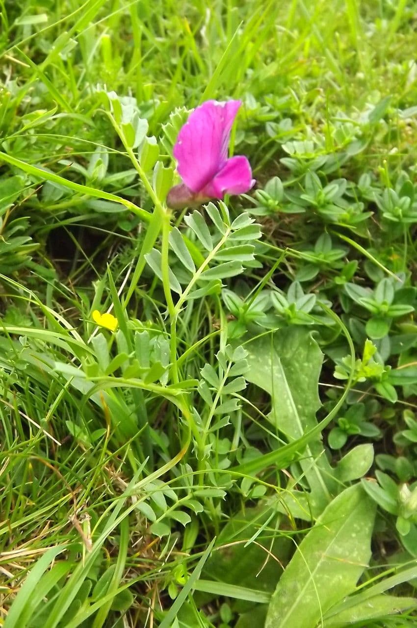 Vesce des Pyrénées 11