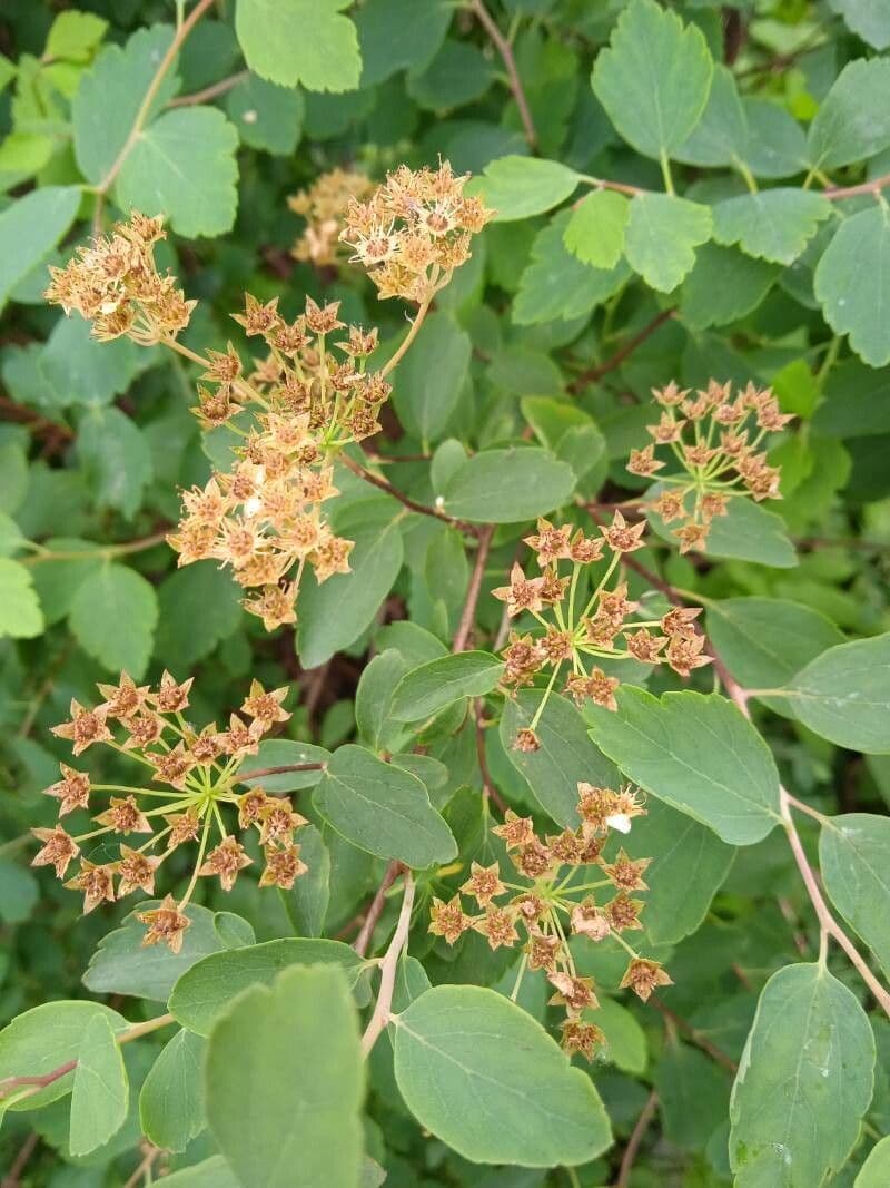Prunenkätzchen 2