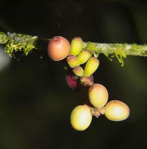 Sorocea
