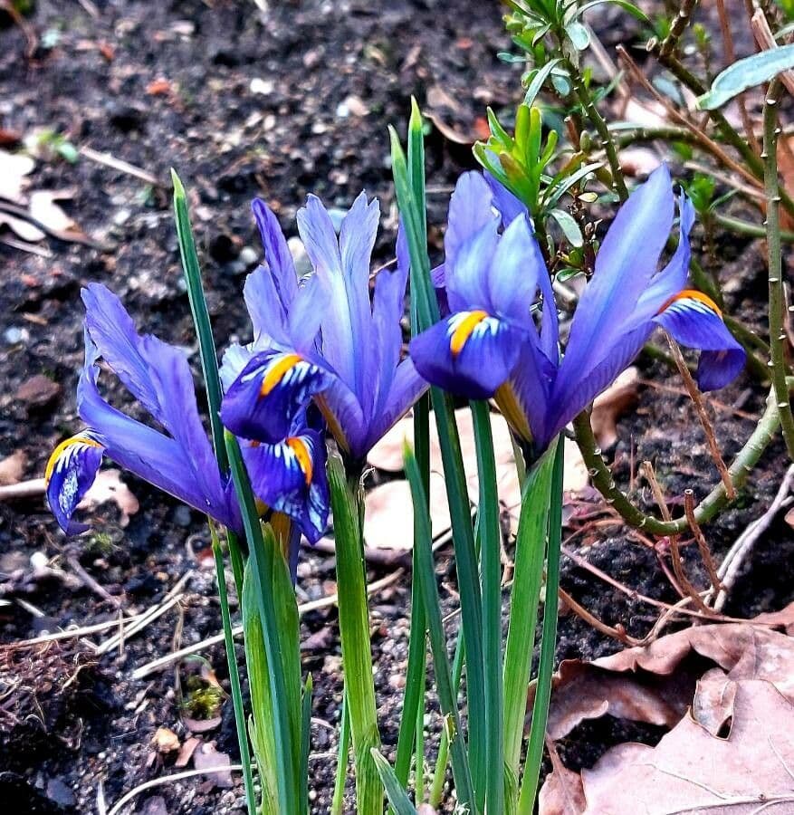 Netz-Iris 4