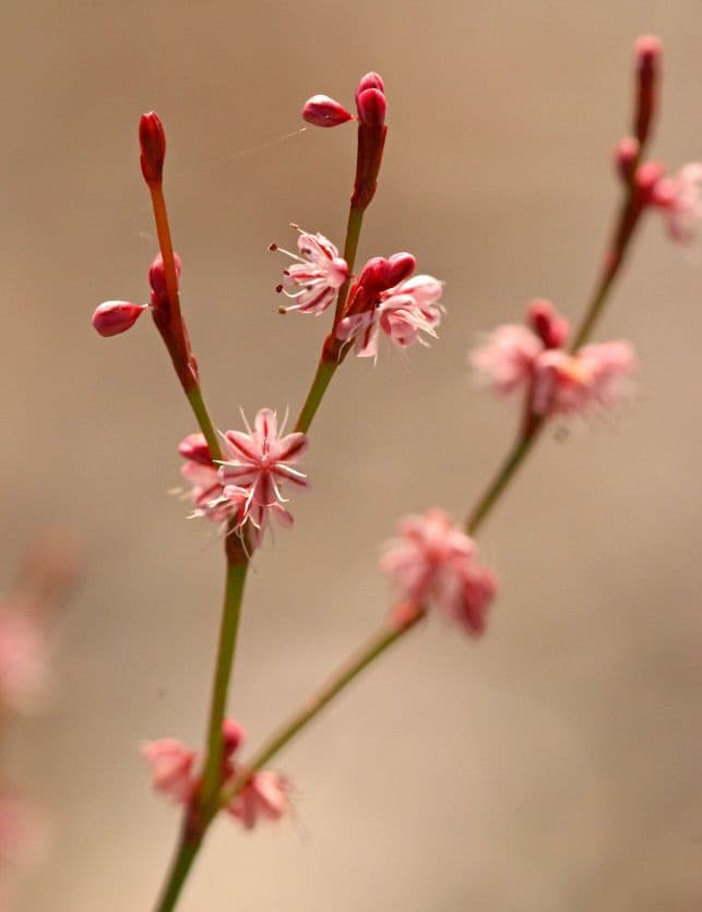 Goldteppich-Buckwheat 5