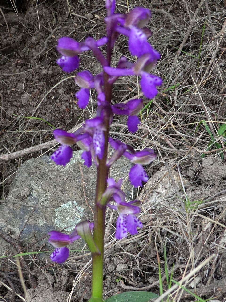 Orchide minore 30