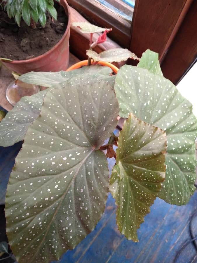Begonia 3