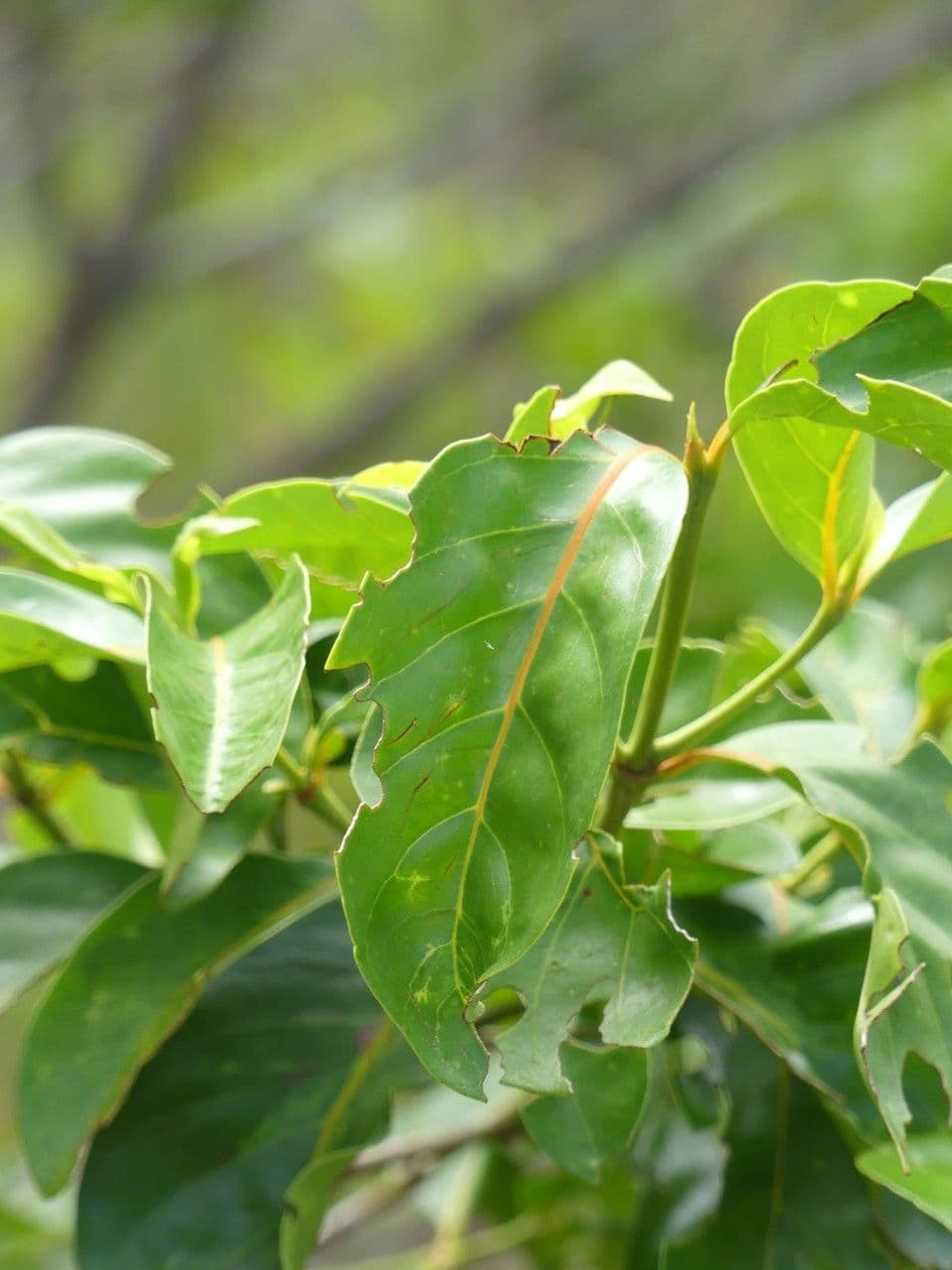Pyrostria bibracteata 6
