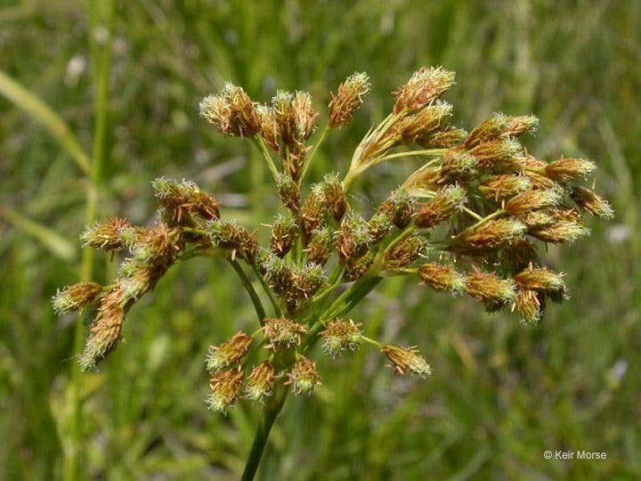 Scirpo pendulo 5