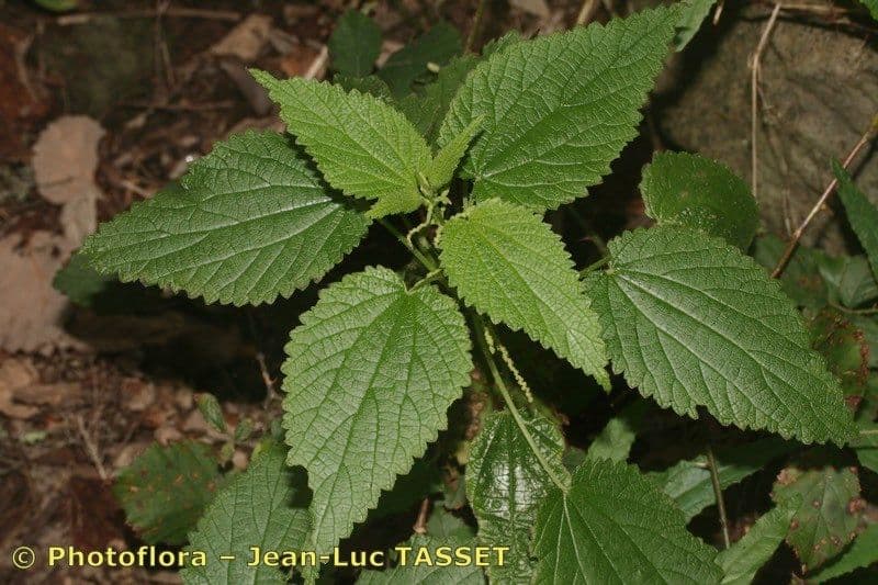 Ortica morifolia 20