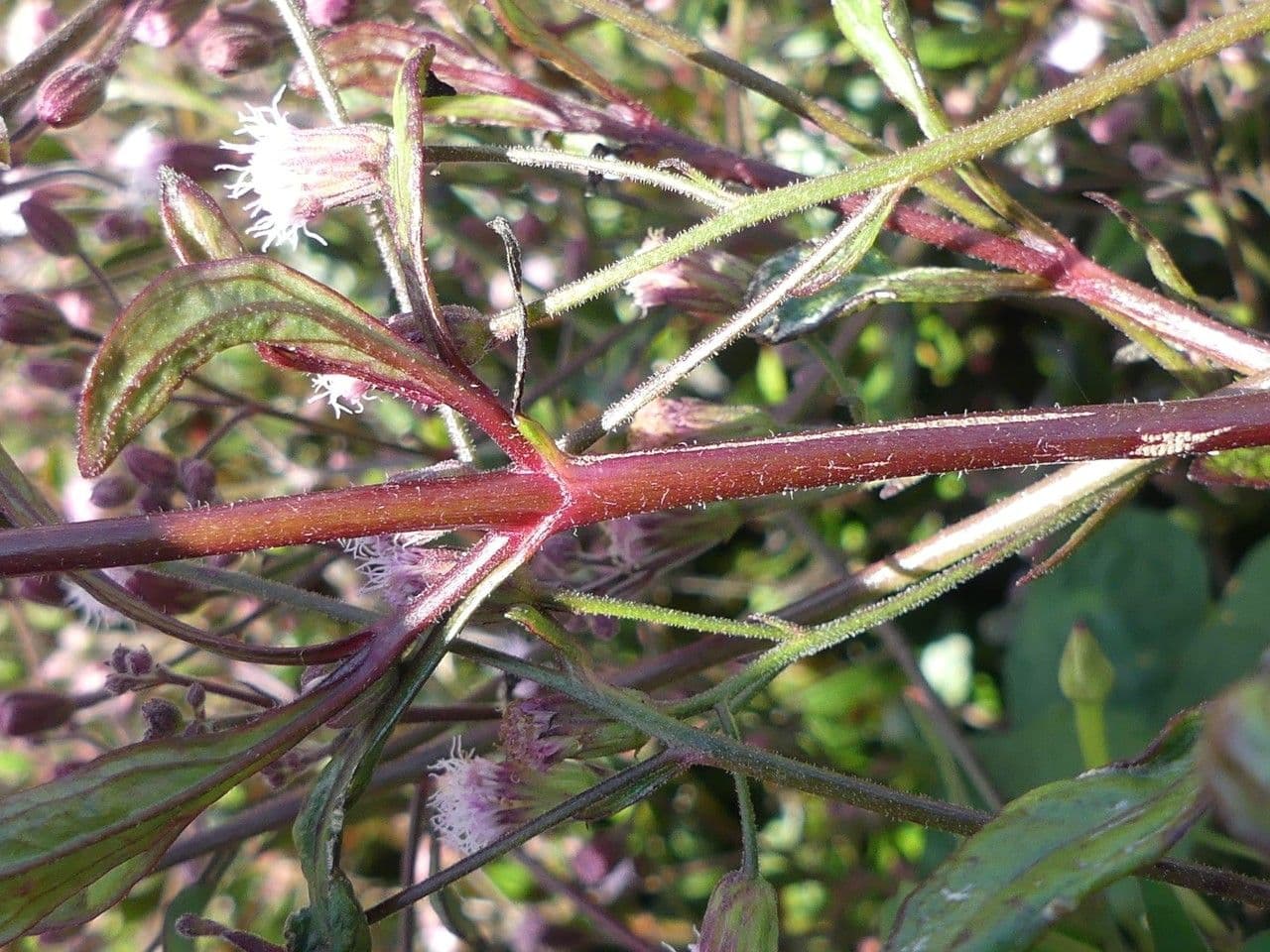 Ayapana triplinervis 17