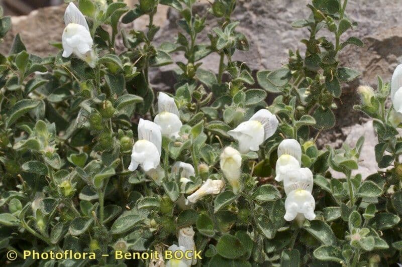 Antirrhinum molle 6