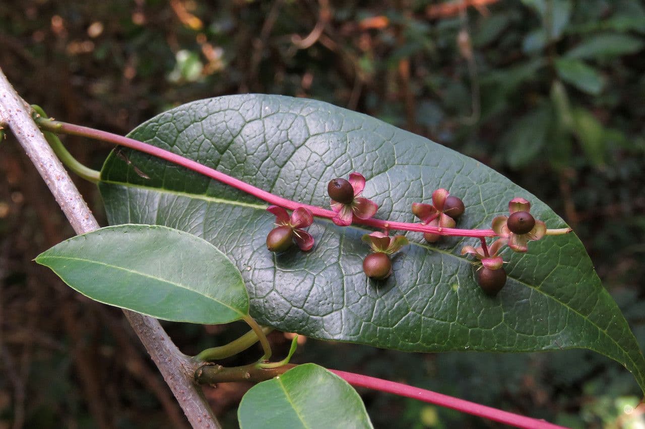 Trichostigma