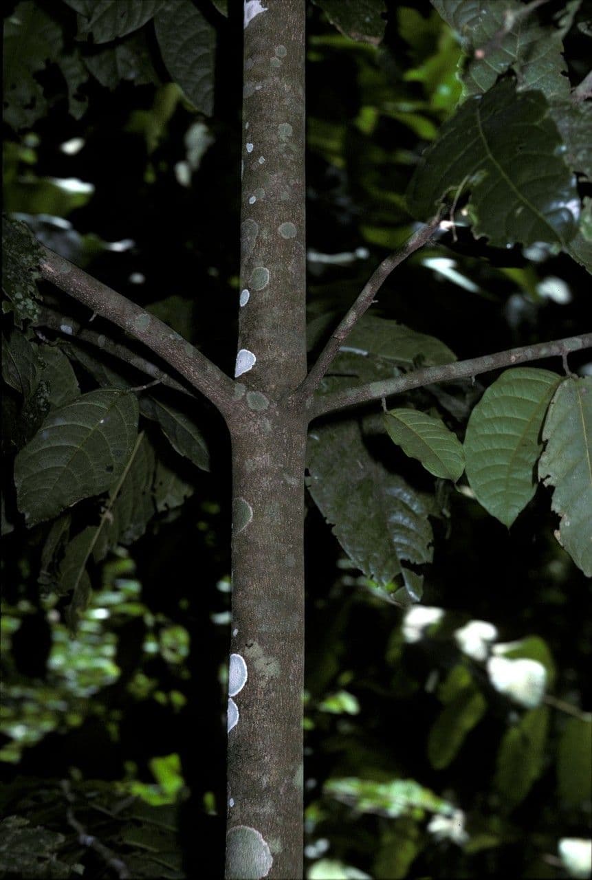 Quararibea