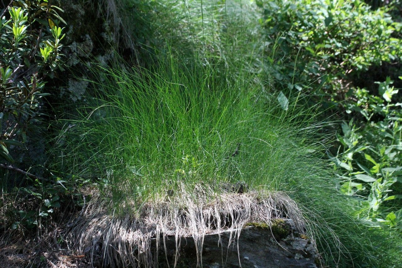 Festuca flavescens 7